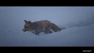 RDR2 Play as animals