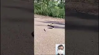 viral snake video || 🔥🤯😱 #shorts #shortfeed #short