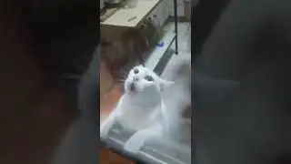 cat asking for help coz of jerry #funny #highlights #cat #mouse #viralvideo #viralshorts #begging