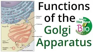 What is the function of the Golgi Apparatus? By Simply The Best BIO