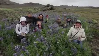 Lupin Management in South Iceland
