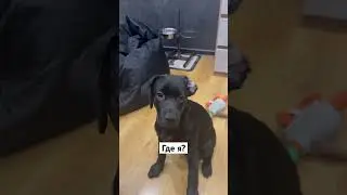 После сна 😅 #dog #собака #лабрадор #собаки #животные #топ #щенок #сон #dogs #прикол