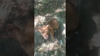 Young Phantom Pitt bull puppies
