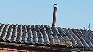 Ловля певчих птиц 31 августа 2021 год.