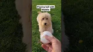 Playing Ball With Maddie #goldendoodle #dog
