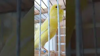 Yellow Canary Original short10 
