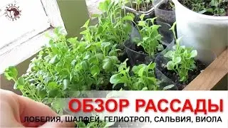 Обзор рассады. Лобелия, шалфей, сальвия, эустома, виола, гвоздика шабо.