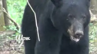 Huge Wild Black Bear in beautiful Smokey Mountains