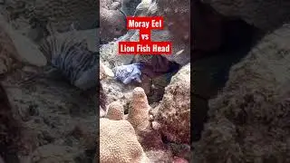 GigaChad Moray Eel vs Lionfish Head - GigaChad Theme (Phonk House Version) by g3ox_em