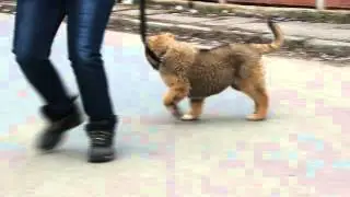 Nagayna - the first time on a leash.