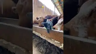 Царь этого места!