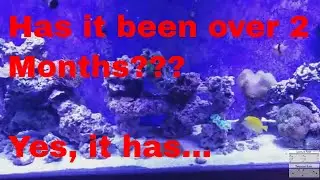 125 gallon reef tank update - 11 1 19