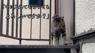 夜勤帰りの宿主を玄関前で張り込んで、待ち伏せする刑事みたいな居候の猫（a cat that lives in wait in front of a house）