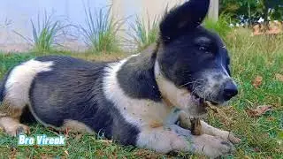 Baby dog playing alone | dog videos 2021
