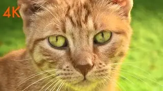 Beautiful Cats Face & Eyes Zoom 4K Video