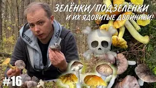 How to distinguish green and subgreen mushrooms from their poisonous lookalikes? Gray and green r...