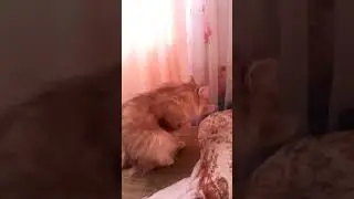 стешулька умывается