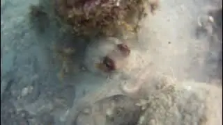 L'inquiétude du Poulpe !