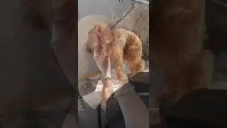 Стрижка той-пуделя ножницами✂️