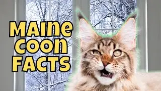10 Massive Facts About Maine Coon Cats