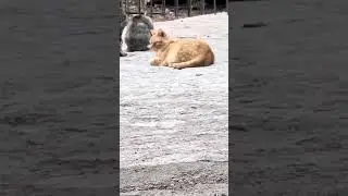 Артовские коты часть 1