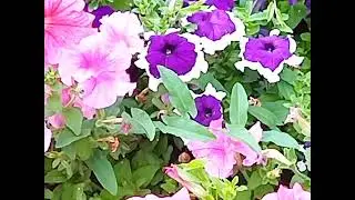 Петуния цветок. Как делать обрезку и зачем? 🌺