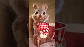 Do you want some PopCorn? 🫶🐿 