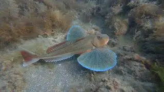 Подводный мир Черного 2 моря