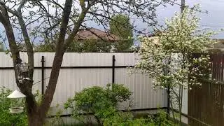 Гроза⛈️. Посадила фасоль 🍃