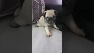 Мопсик ГАРМОНИЯ ЧУВСТВ ХРУСТАЛЬНЫЙ ЛОТОС ❕️