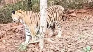 A very heavy tiger is moving towards us proudly