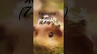 Минусы морских свинок