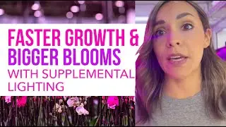 Boost Flowering with Supplemental LED Lighting in Ornamental Greenhouses