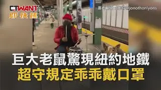 CTWANT 即時新聞》巨大老鼠驚現紐約地鐵　超守規定乖乖戴口罩