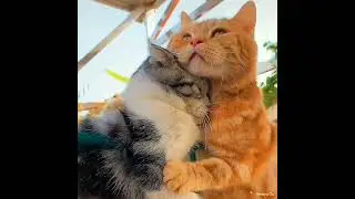 Всё будет хорошо!!!🐱😃 