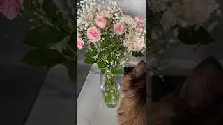 Flowers 💐❤️#shorts #shortvideo #цветы #букетцветов #розы #flowers