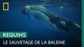 Une baleine protège une plongeuse de l'attaque d'un requin