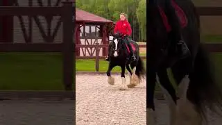 Выездка на тяжеловозе 
