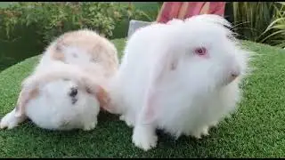 cute rabbit