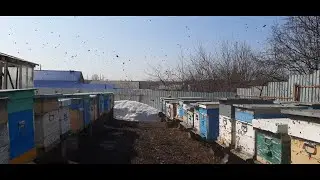 Массовый облёт пчёл на пасеке 9 апреля 2022