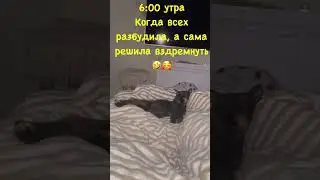 Наш будильник)⏰ #одесса #cat #funny #catlover