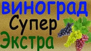 Виноград Супер Экстра
