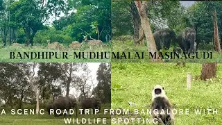 Bangalore to Masinagudi via Bandhipur | Road Trip | Travel Vlog | Wildlife spotting
