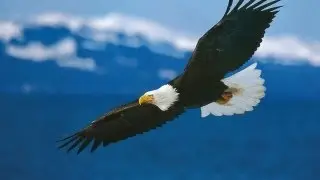 Dreamy Music - On Eagle Wings