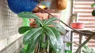AVIARY MINI Di TERAS RUMAH