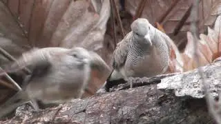 2 Burung Lagi Pacaran Hehehe - Zoom In & Zoom Out Handycam Panasonic HC-W570 pada Sore Hari