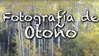 Fotografía de otoño en el bosque.