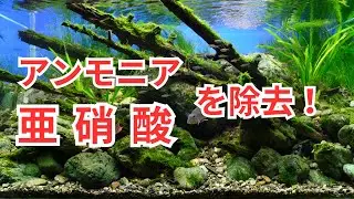 How to remove ammonia and nitrite!
