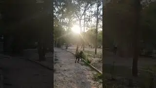 walking with rottweiler #rottweiler #dogwalk #doglovers #shortindia #short #youtubeshorts #ytshort