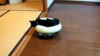 Kitten Rides the Roomba